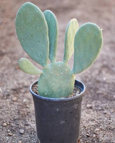 Nopal Cactus