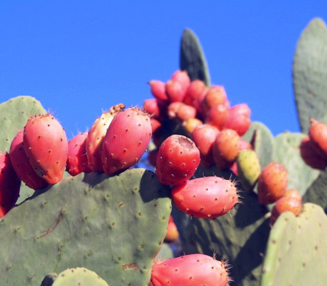 Nopal Cactus