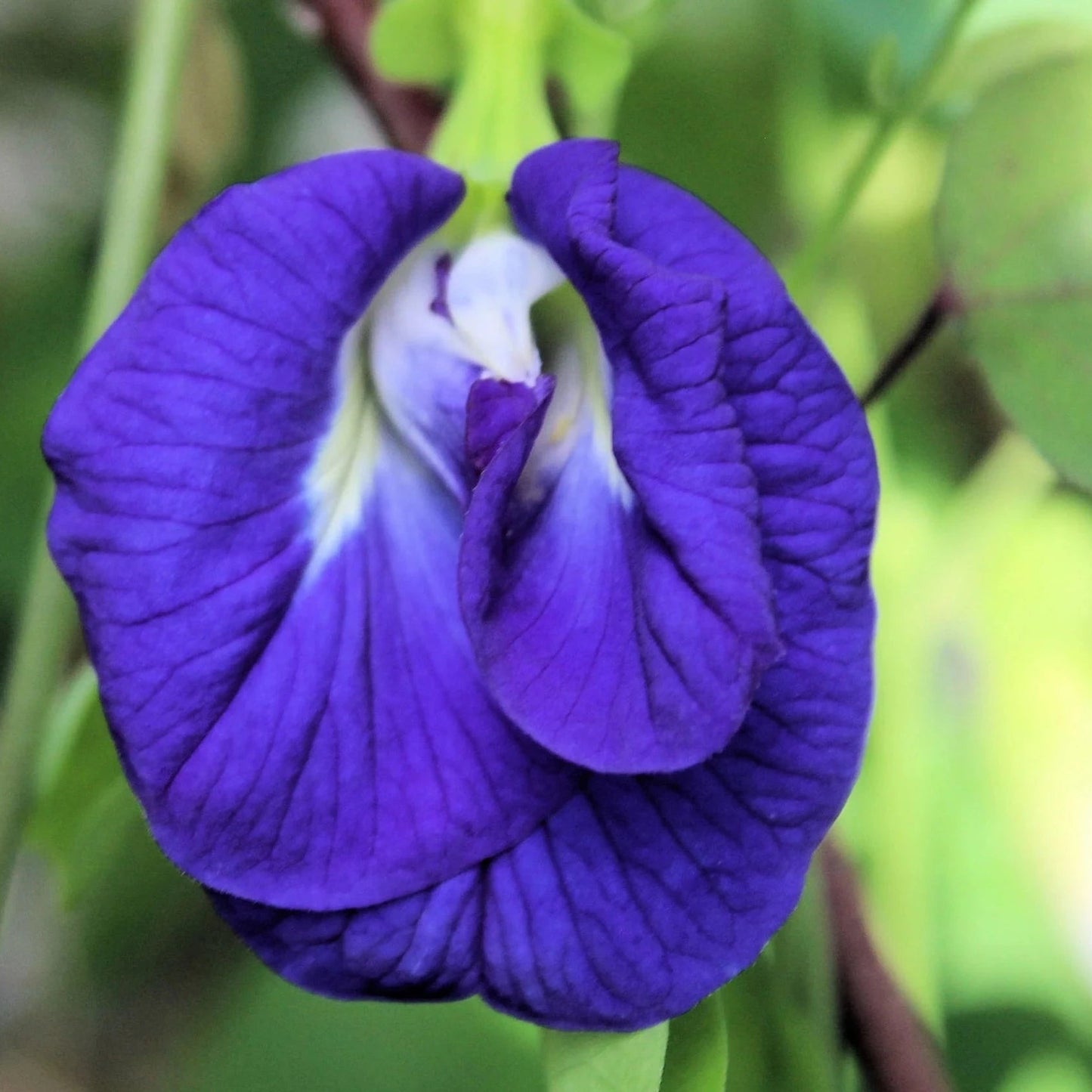 Butterfly Pea Flower