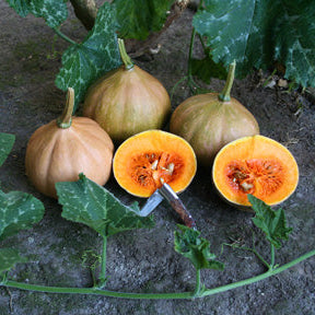 Squash - Seminole Pumpkin (4" Pot)