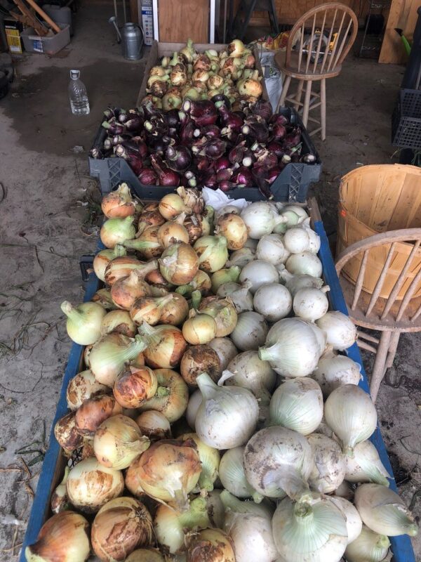 PREORDER Onions - 10 Bare Root Plants