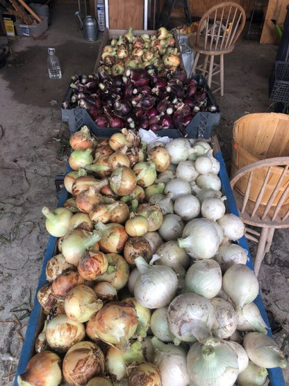 PREORDER Onions - 10 Bare Root Plants