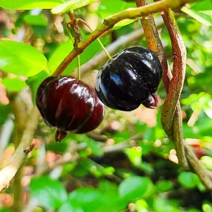 Surinam Cherry