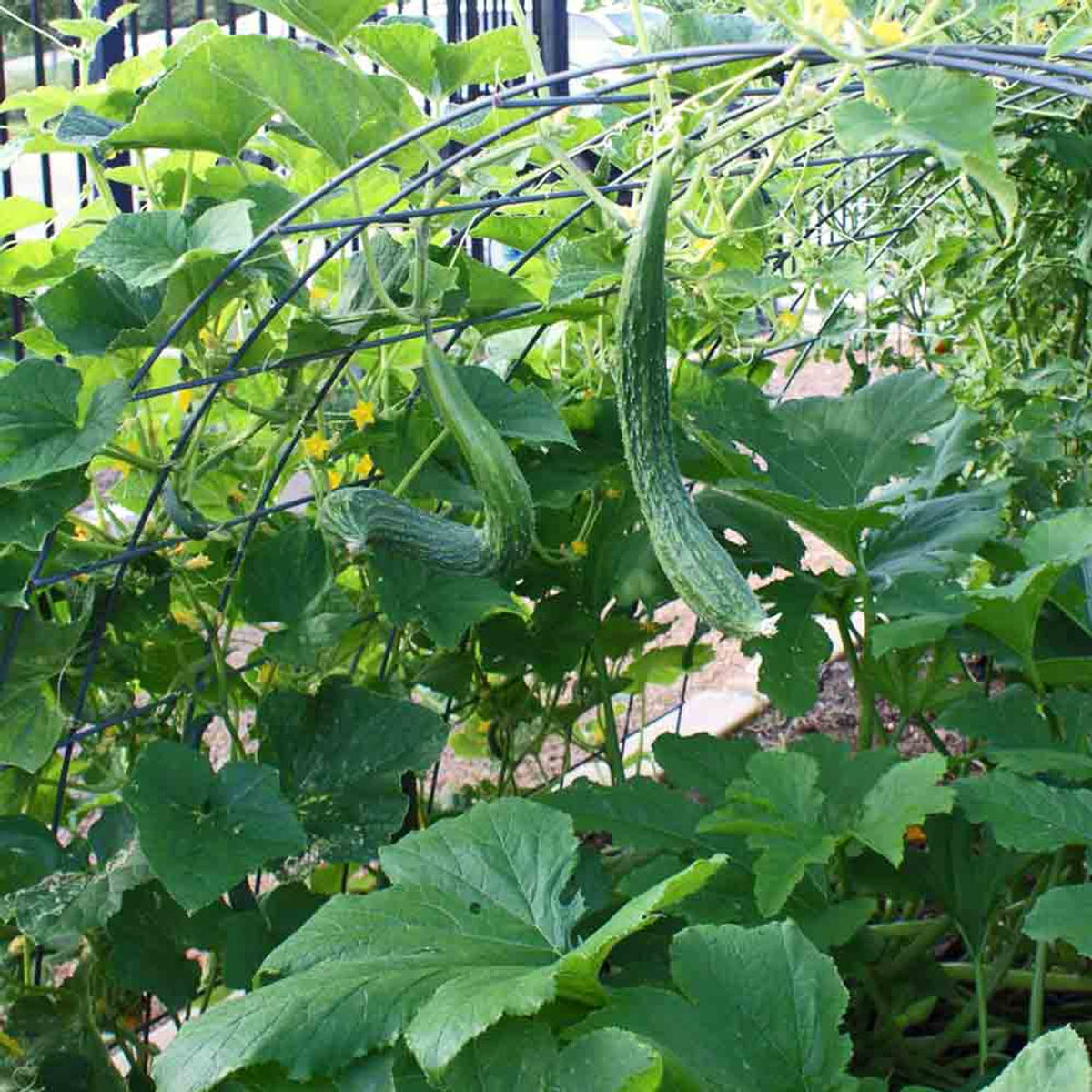 Cucumber -  Suyo Long (4" pot)