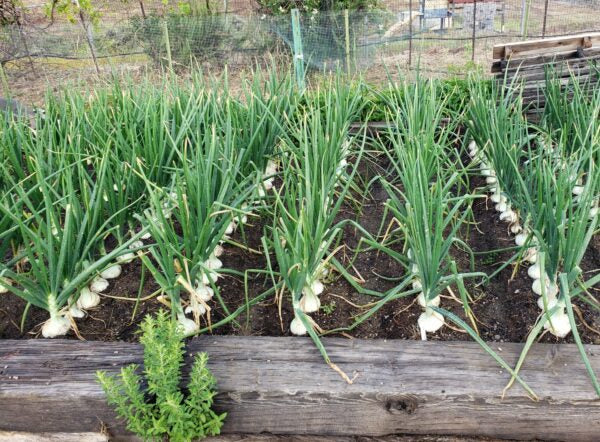 PREORDER Onions - 10 Bare Root Plants