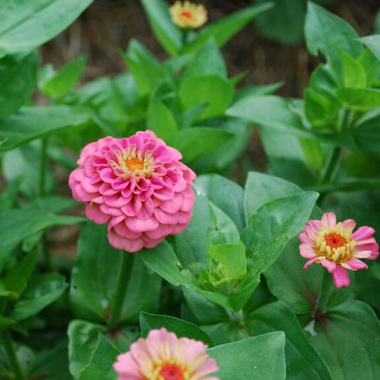 Zinnia, Oklahoma Pink