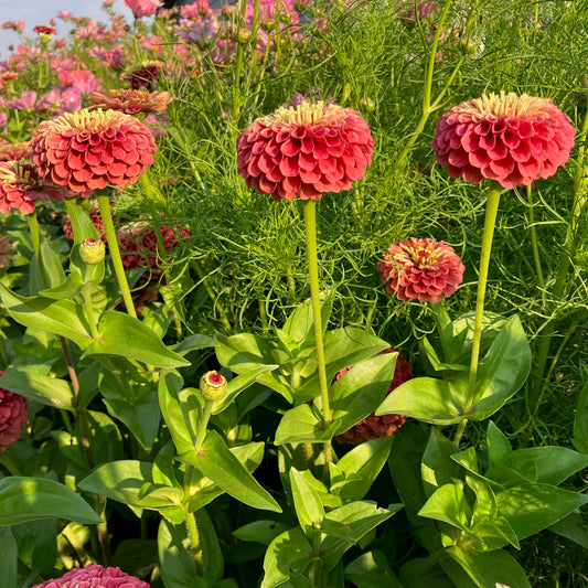 Zinnia, Queen Lime Red
