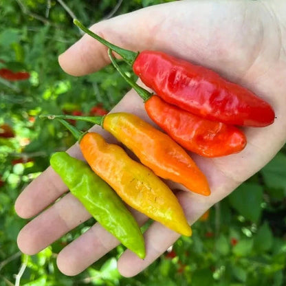 Pepper - Cheirosa