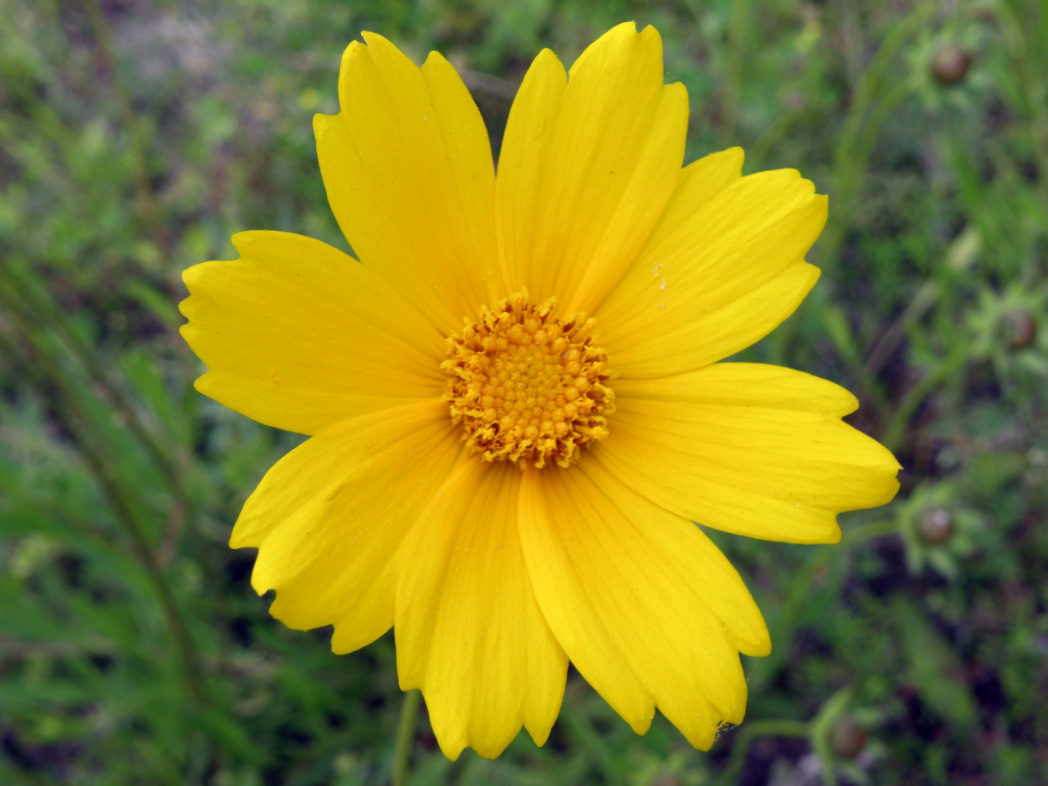 Lanceleaf Tickseed (Coreopsis lanceolata)