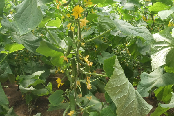 Cucumber -  Beit Alpha  (4" pot)