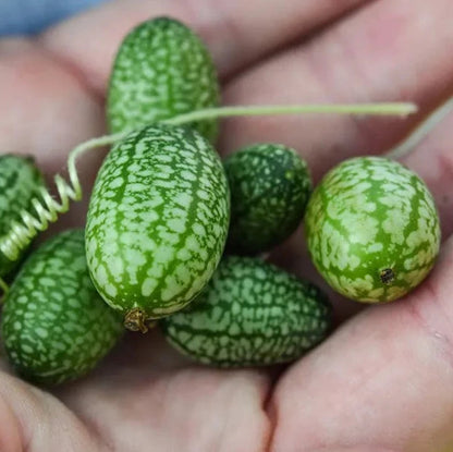 Cucumber -  Cucamelon, Mouse Melon (4" pot)