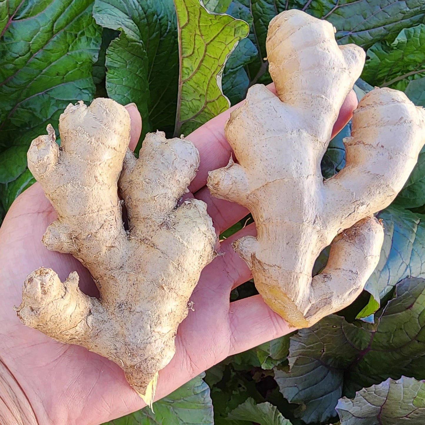 Culinary Ginger (1 Gal Pot)