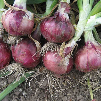 PREORDER Onions - 10 Bare Root Plants