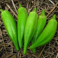 Okra - Gold Coast (4" pot)