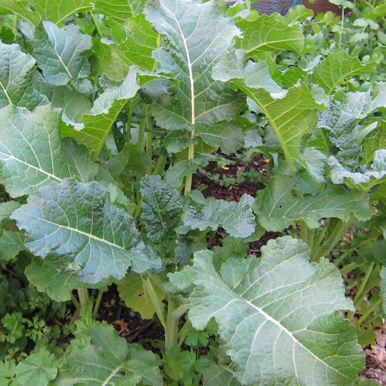 Kale - Ethiopian (4" pot)