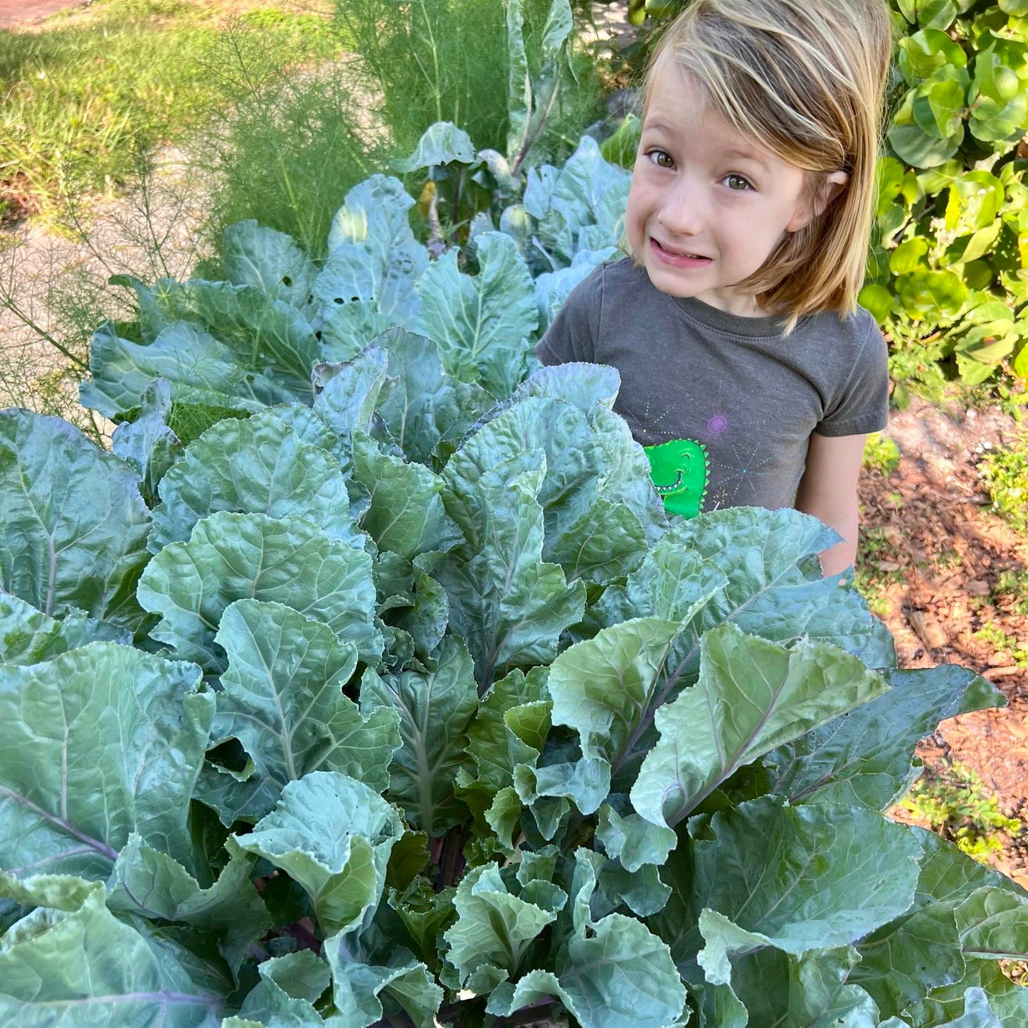 Collards - Alabama Blue