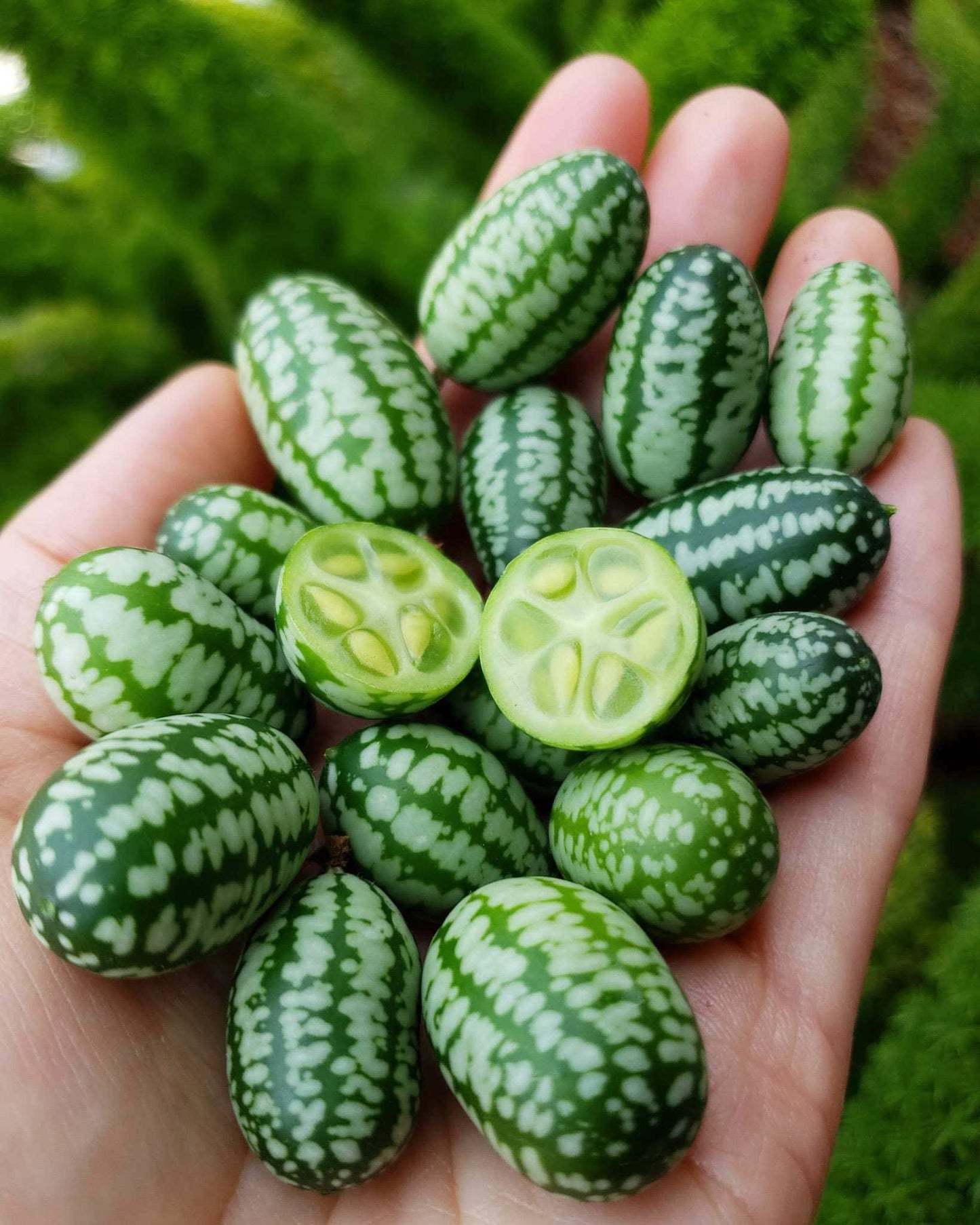 Cucumber -  Cucamelon, Mouse Melon (4" pot)