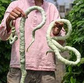 Gourds - Snake Gourd (4" pot)