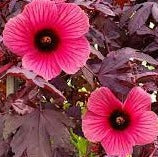 Cranberry Hibiscus