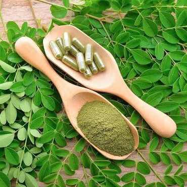 Moringa (1 Gallon Pot)