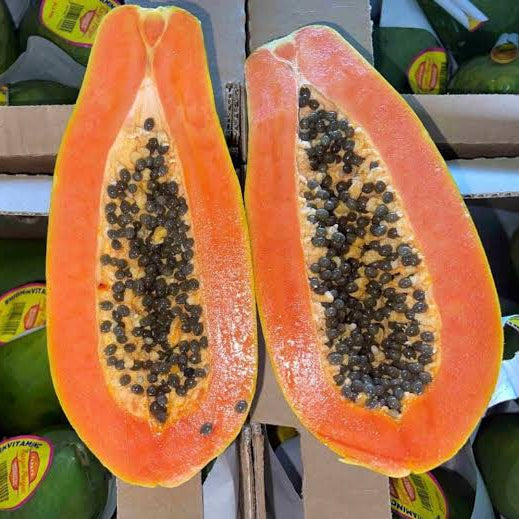 Papaya - Tainung