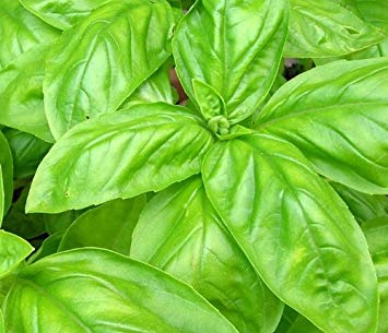 Basil - Sweet Italian