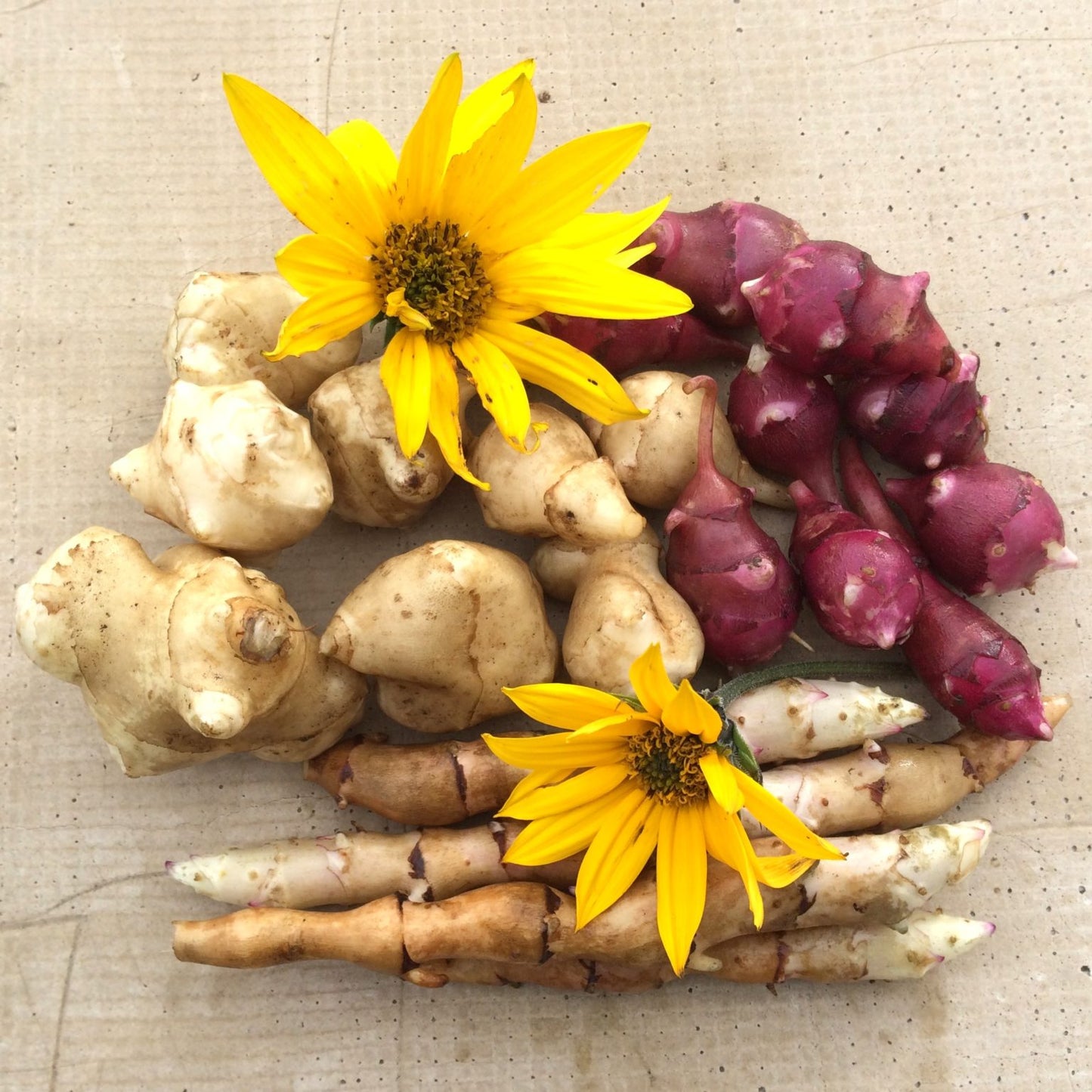 Sunchokes / Jerusalem Artichoke