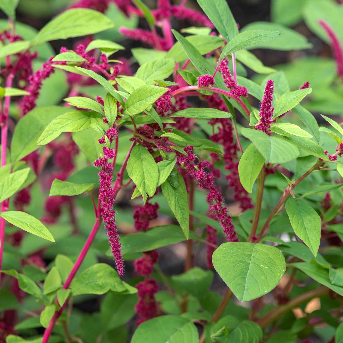 Amaranth - Love Lies Bleeding