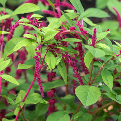 Amaranth - Love Lies Bleeding