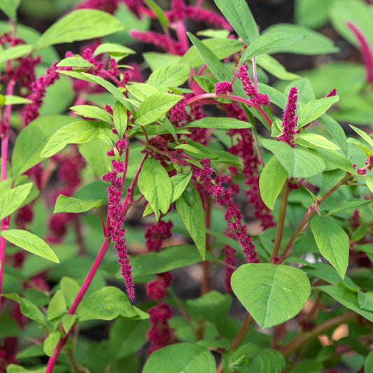 Amaranth - Love Lies Bleeding