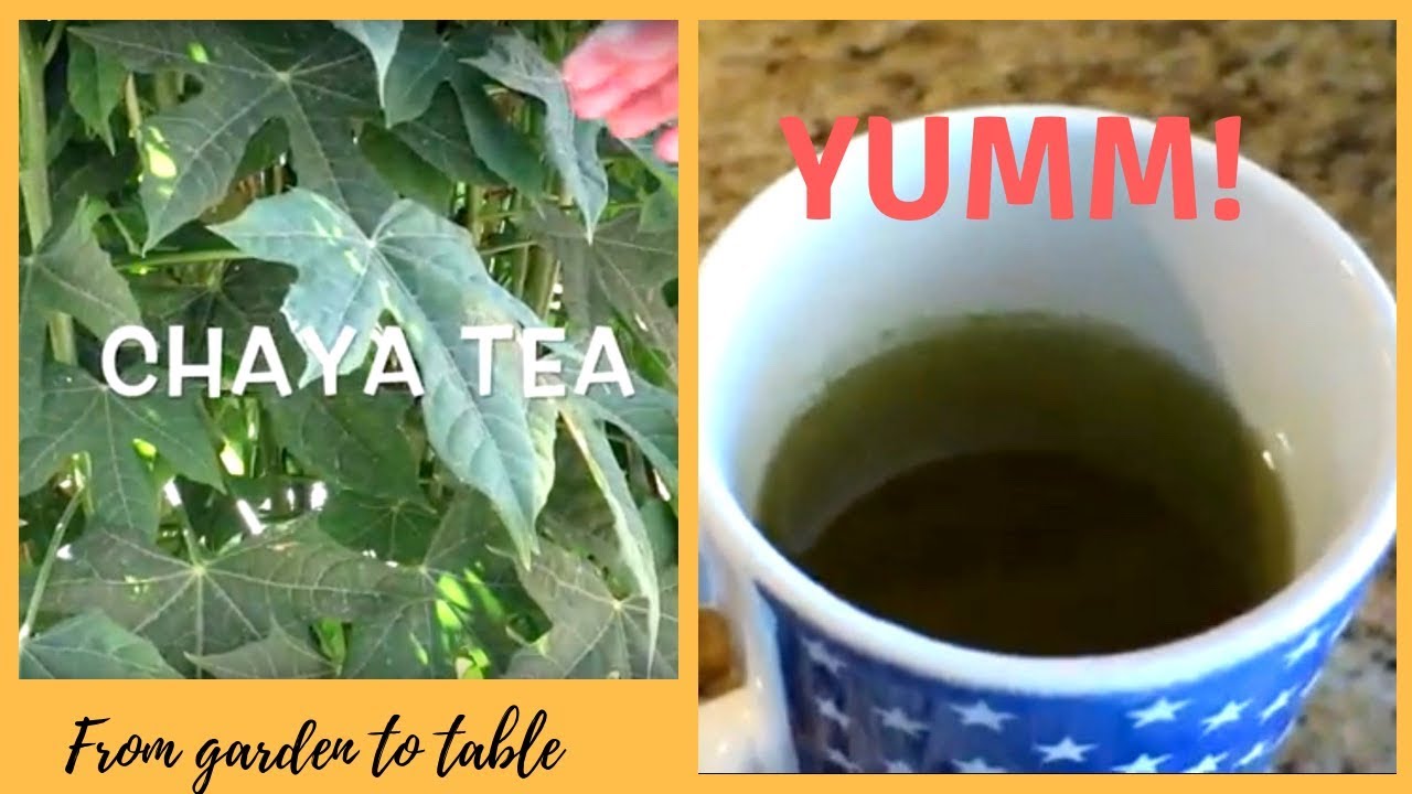 Chaya (Tree Spinach) Unknown Variety  (1 Gal Pot)