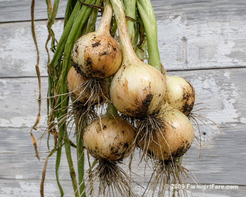 PREORDER Onions - 10 Bare Root Plants