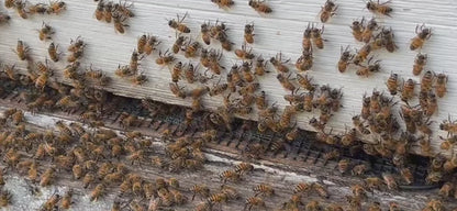 11/21/2026 Introduction to Backyard Beekeeping