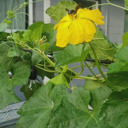 Luffa - Landrace Variety (4" pot)