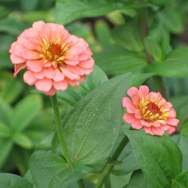 Zinnia, Pumila Salmon