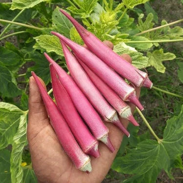 Okra -  Okinawa Pink (4" pot)