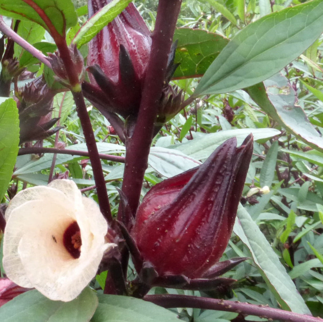 Roselle