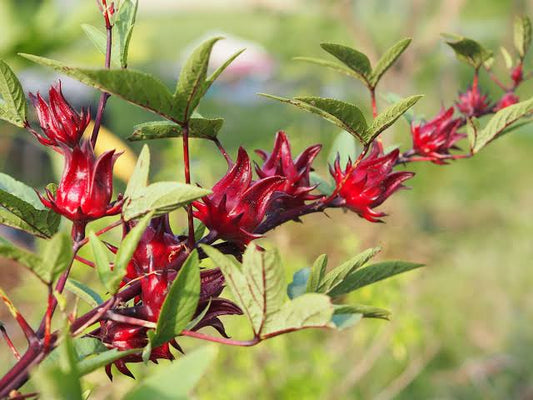Roselle