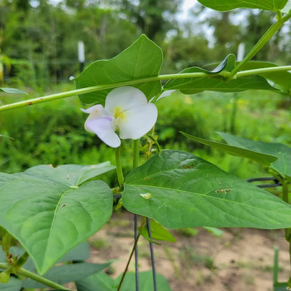Beans, Yard Long - Thai Solder  (4" Pot)