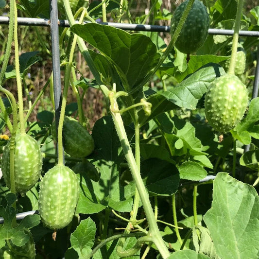 Cucumber -  West Indian Burr Gherkin (4" pot)