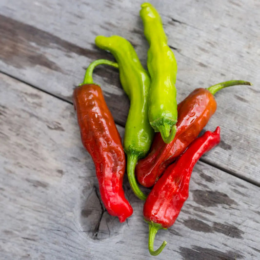 Pepper - Shishito (4" pot)