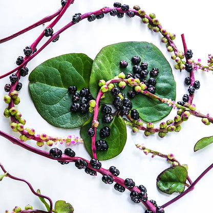 Spinach, Tropical - Red Malabar