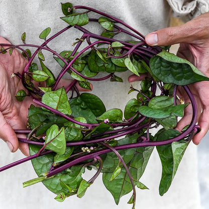 Spinach, Tropical - Red Malabar