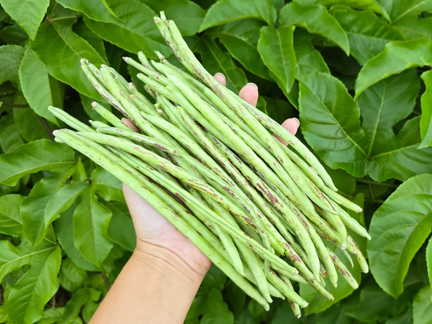 Beans, Yard Long - Thai Solder  (4" Pot)