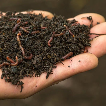 6/27/26 Vermicomposting - Raising Worms for Fertilizer