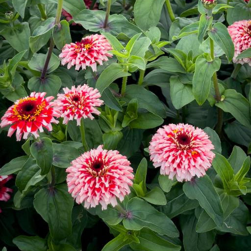 Zinnia, Zinderella Fizz